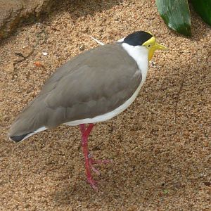 Masked lapwing