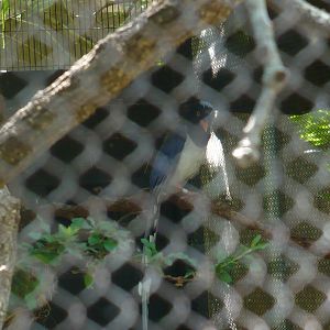 Red-billed blue magpie
