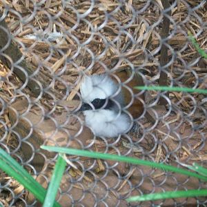White-crested laughingthrush