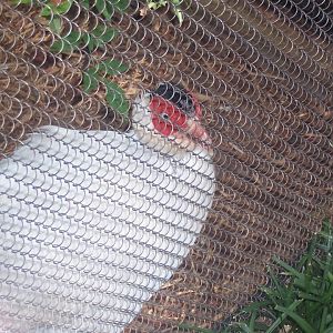 White-eared pheasant
