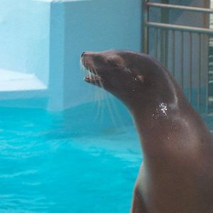 California sea lion