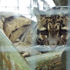 Young Clouded Leopard