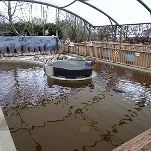 Penguin Enclosure
