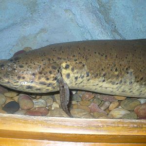 West African lungfish