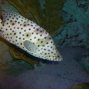Humpback grouper