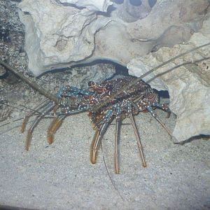Spotted spiny lobster