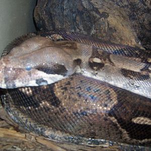 Reticulated python