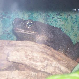 Cane toad