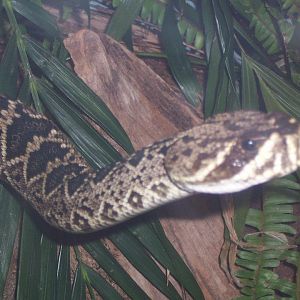 Eastern diamondback rattlesnake