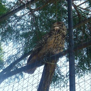Eurasian eagle-owl