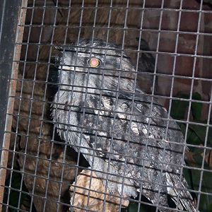 Tawny frogmouth