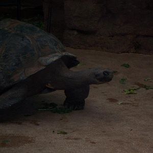 Galápagos tortoise