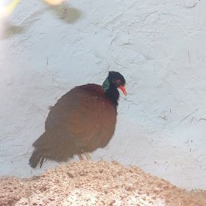 Green-naped pheasant pigeon