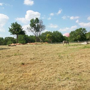 Reticulated giraffes and Grant's zebra