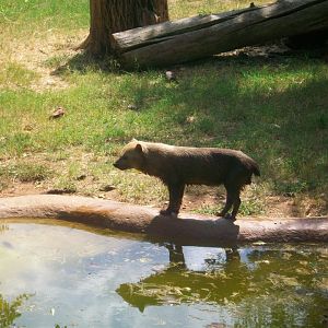 Bush dog
