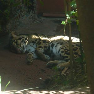 Clouded leopard