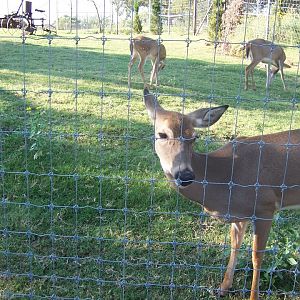 White-tailed deer