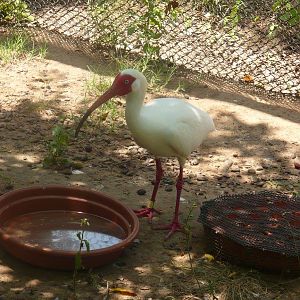 American white ibis