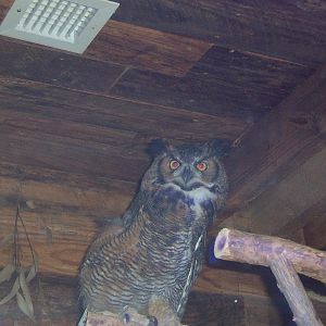 Great horned owl