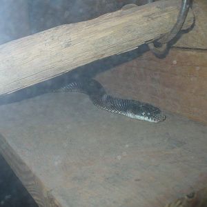 Western rat snake