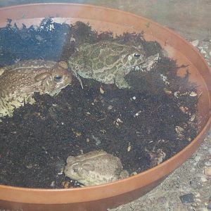 Woodhouse's toad