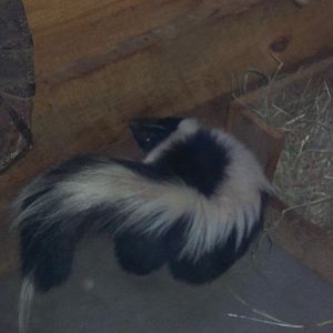 Long-tailed Texas skunk
