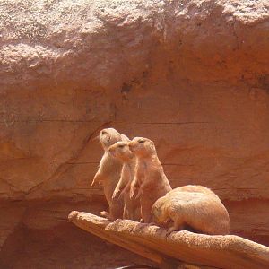 Black-tailed prairie dogs