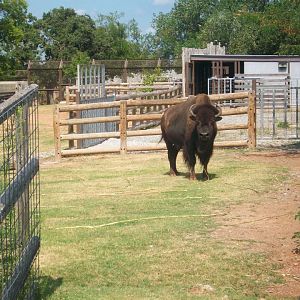 Plains bison