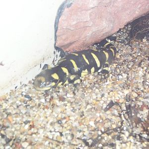 Barred tiger salamander