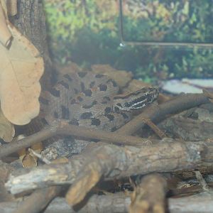 Western pygmy rattlesnake