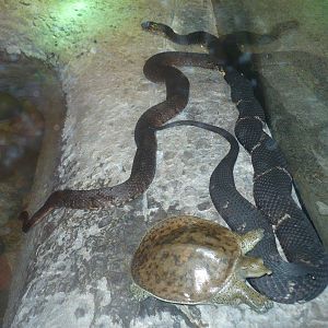 Mixed reptile terrarium