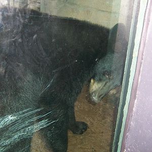 American black bear