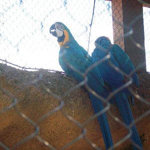 Blue-and-yellow macaws