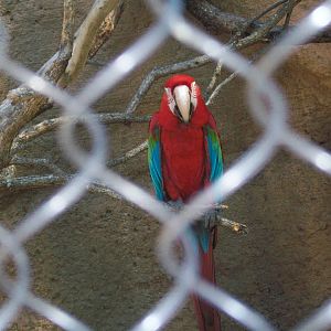 Red-and-green macaw