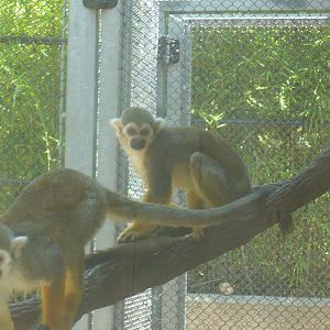 Common squirrel monkeys