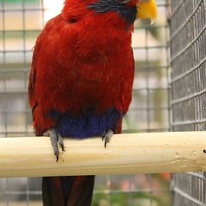 Blue-eared lory