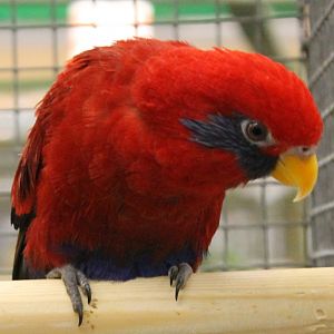 Blue-eared lory