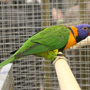 Red-collared lorikeet