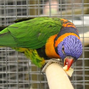 Red-collared lorikeet