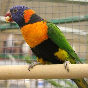 Red-collared lorikeet