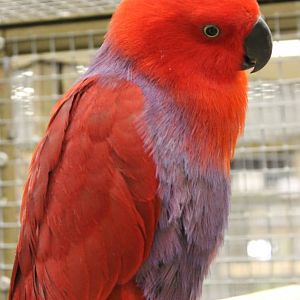 Halmahera eclectus - Female