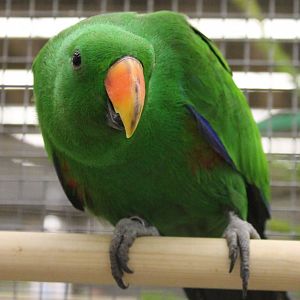 Halmahera eclectus - Male