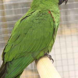 Hahn's macaw