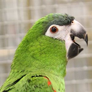 Hahn's macaw