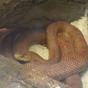 Everglade Rat Snake