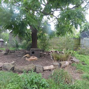 Ring-tailed Coati Enclosure
