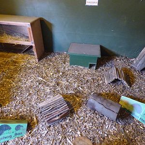 European Hedgehog Enclosure