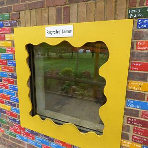 Ring-tailed Lemur Indoors Viewing Window