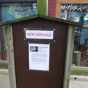 Northern Luzon Cloud Rat Signage