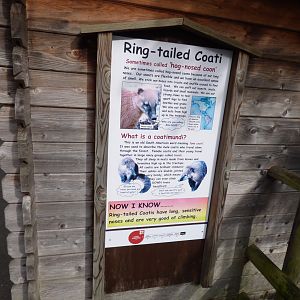Ring-tailed Coati Signage
